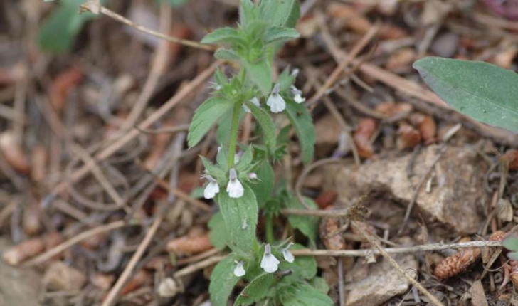 Sideritis romana (Linné, 1753)