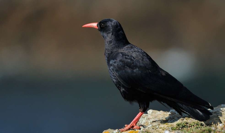 Pyrrhocorax pyrrhocorax (Linnaeus, 1758)