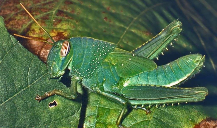 Anacridium aegyptium (Linné, 1764)