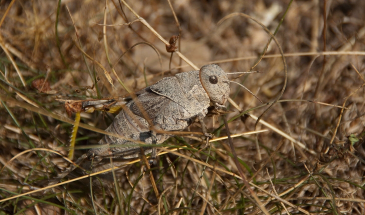 Prionotropis hystrix azami (Uvarov, 1923)