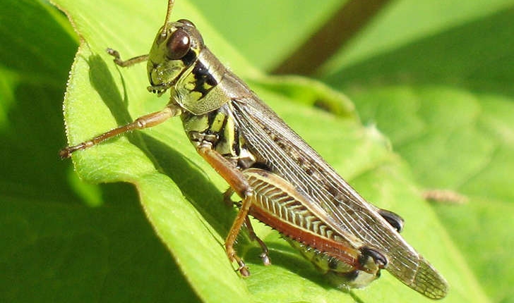 Sous ordre des caelifères