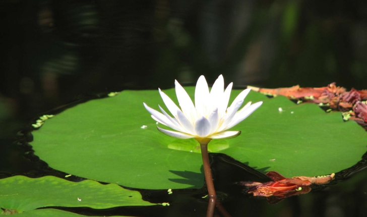 Nymphaea alba (L.,1753)