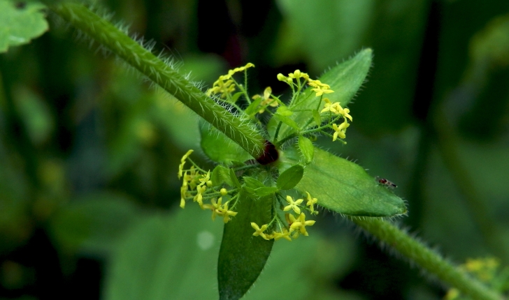 Cruciata laevipes (Opiz, 1852)