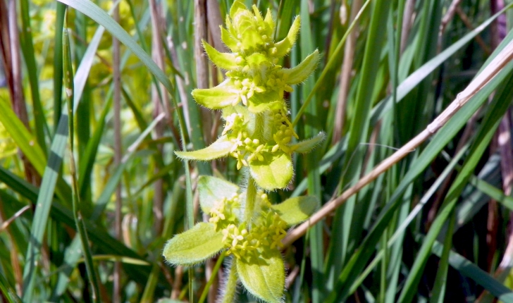 Cruciata laevipes (Opiz, 1852)