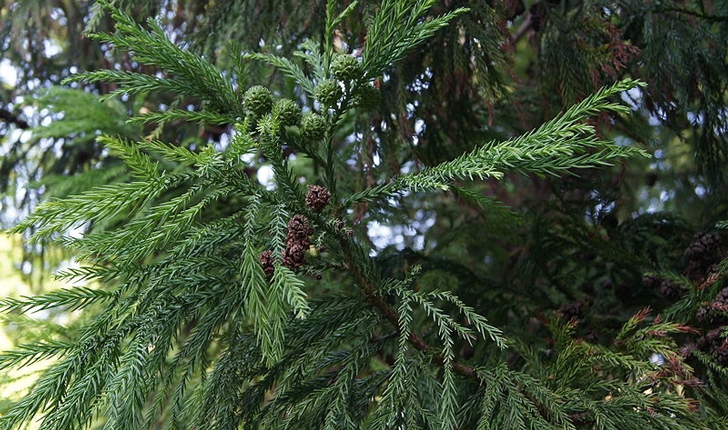 Cryptomeria japonica D. Don