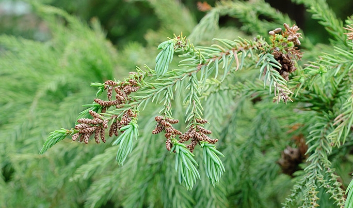 Cryptomeria japonica D. Don