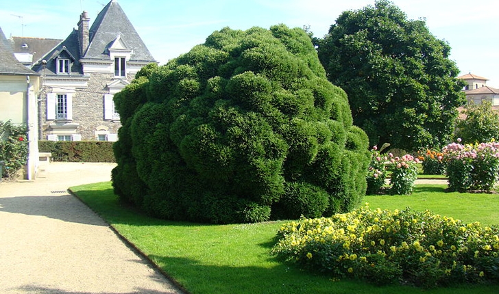 Cryptomeria japonica D. Don