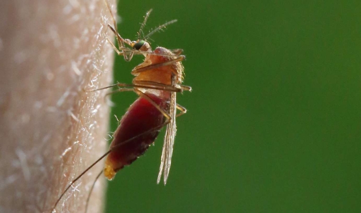 Culex pipiens (Linnaeus, 1758)