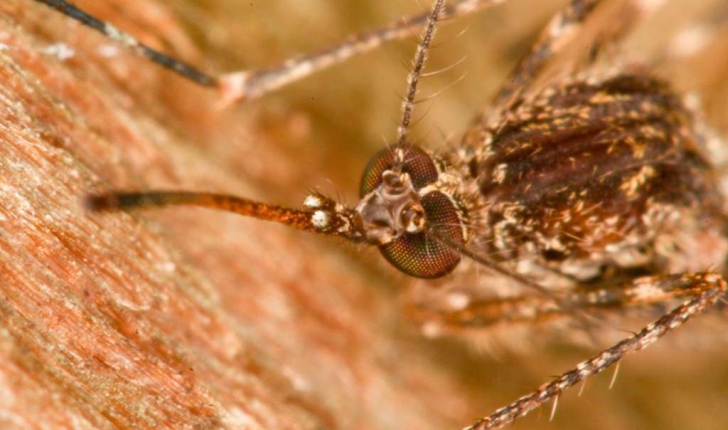 Culex pipiens (Linnaeus, 1758)