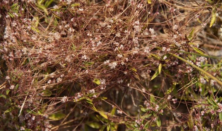 Cuscuta sp (L., 1753)