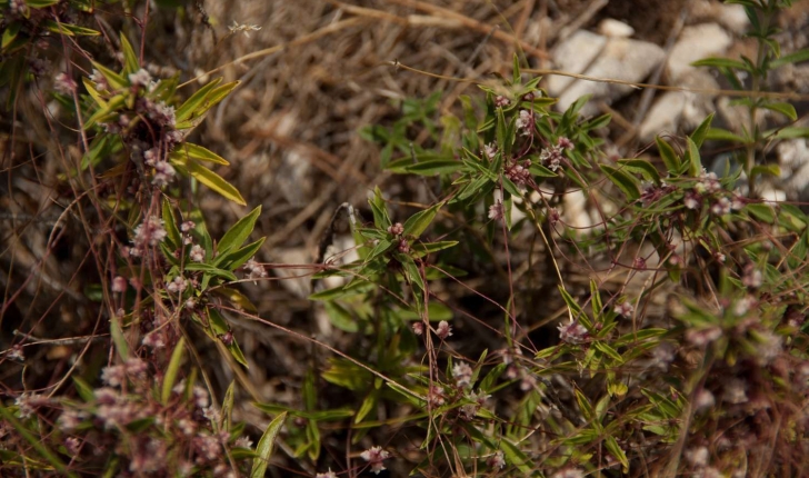 Cuscuta sp (L., 1753)