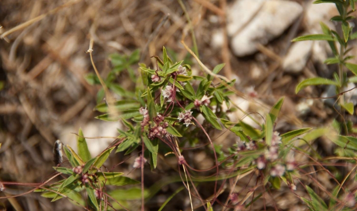 Cuscuta sp (L., 1753)
