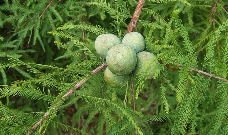 Taxodium distichum 