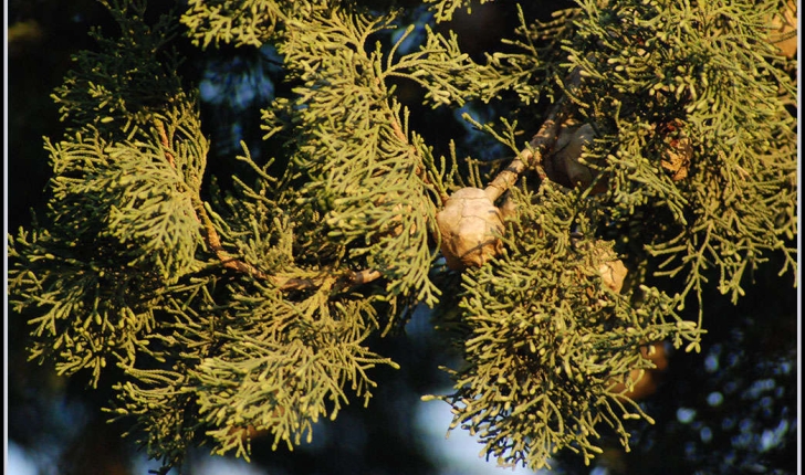 Cupressus sp