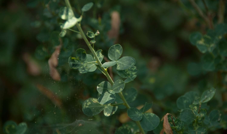 Cytisophyllum sessilifolium (O. Lang, 1843)