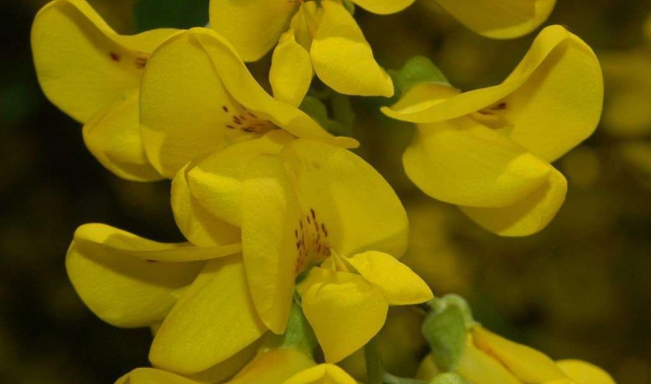 Laburnum anagyroides (Medik., 1787)