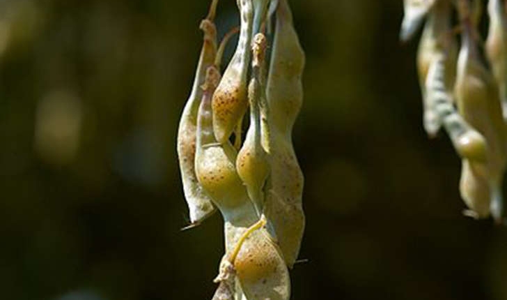 Laburnum anagyroides (Medik., 1787)