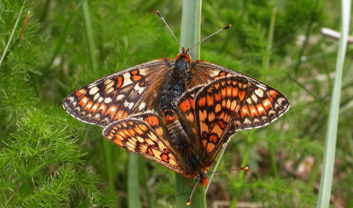 Euphydryas aurinia (Rottemburg, 1775)