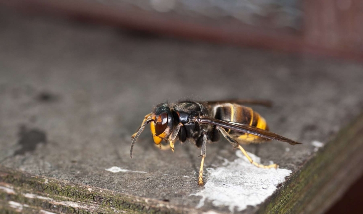 Vespa velutina (Lepeletier, 1836)