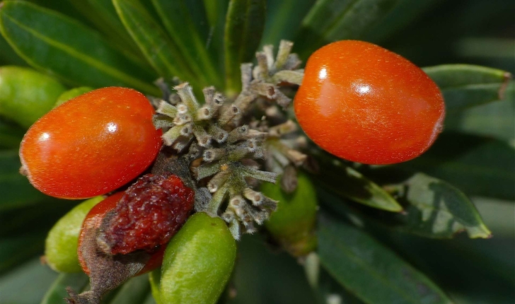 Daphne gnidium (l.,1753)