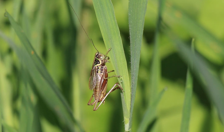 Roeseliana roeselii