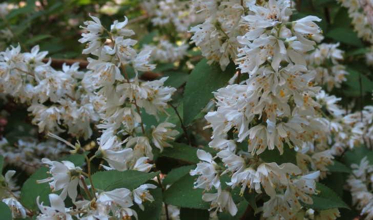 Deutzia scabra, Thunb. 1781