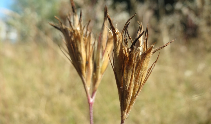 Dianthus armeria