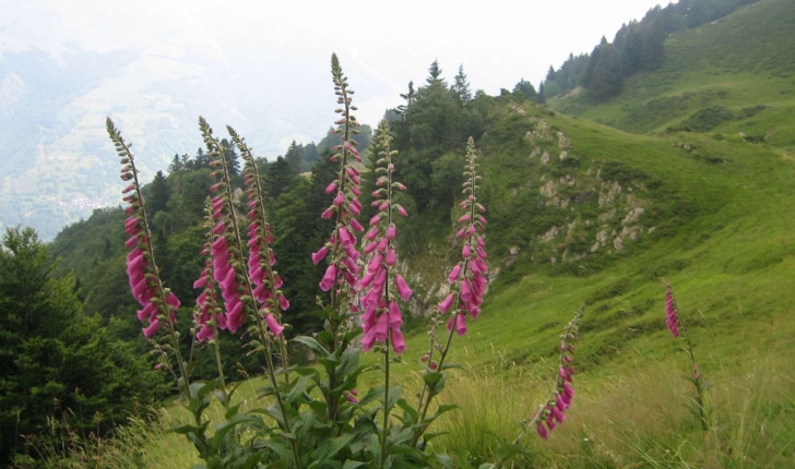 Digitalis purpurea L.