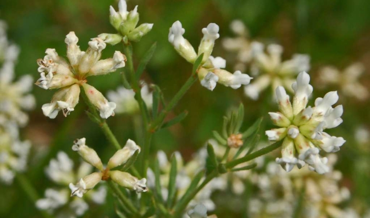 Dorycnium pentaphyllum (Scopoli, 1772)