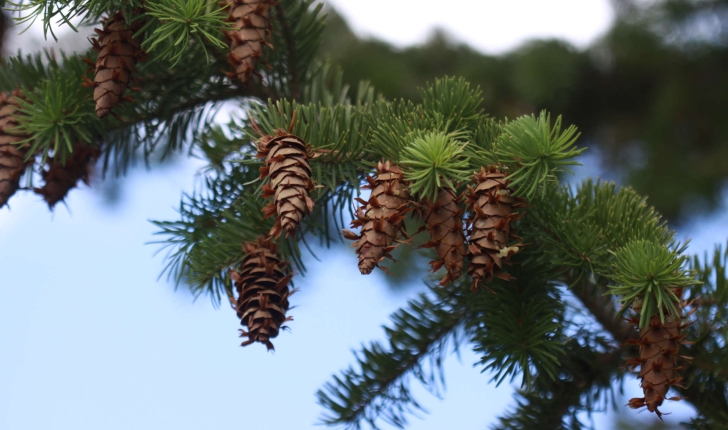 Pseudotsuga menziesii (Mirb.) Franco, 1950