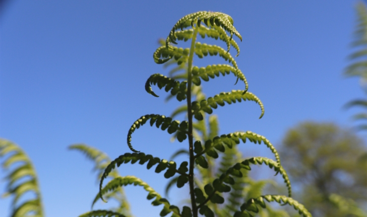 Dryopteris oreades, Fomin, 1911