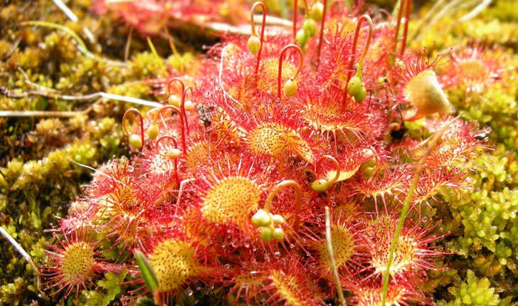 Drosera rotundifolia (L., 1753)