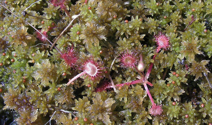 Drosera rotundifolia (L., 1753)