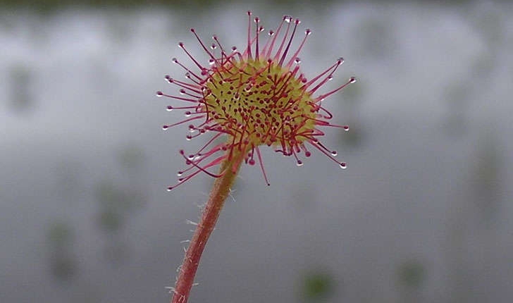 Drosera rotundifolia (L., 1753)