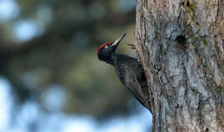 Dryocopus martius (Linnaeus, 1758)