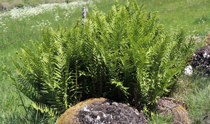 Dryopteris oreades, Fomin, 1911