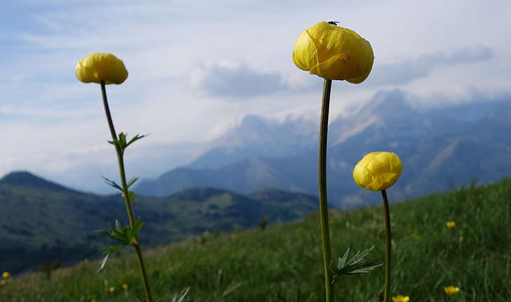 Trollius europaeus (L., 1753)