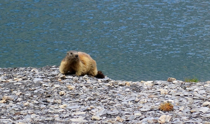 Marmota marmota (Linnaeus, 1758)