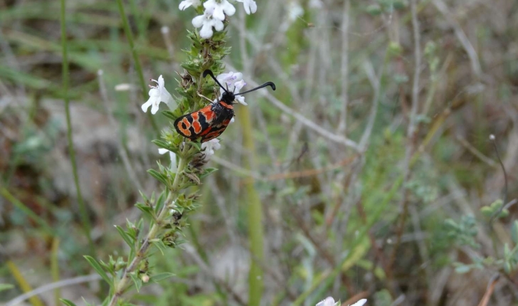 Satureja montana (L., 1753)