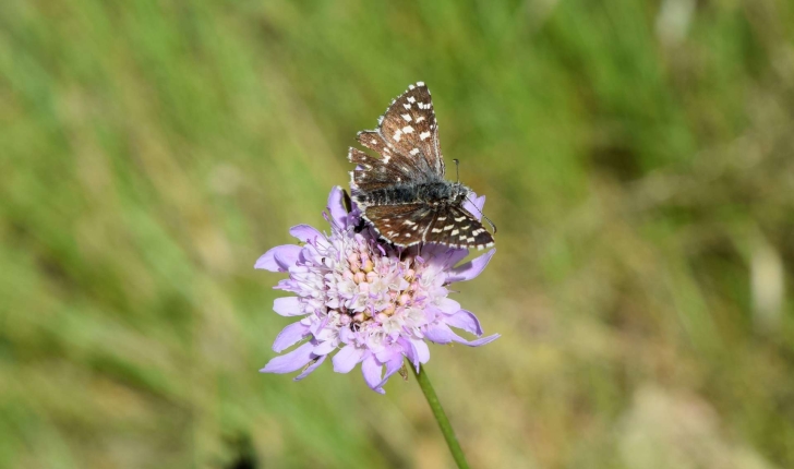 Famille des Hesperiidae