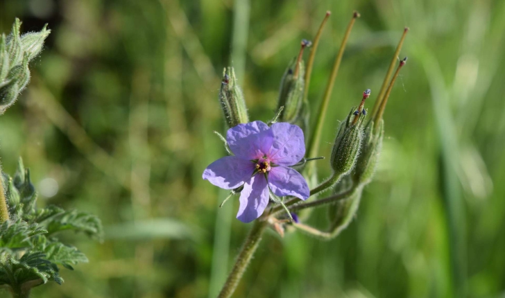 Erodium ciconium (L.) L'Hér., 1789 