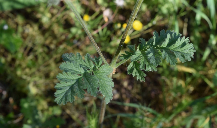 Erodium ciconium (L.) L'Hér., 1789 