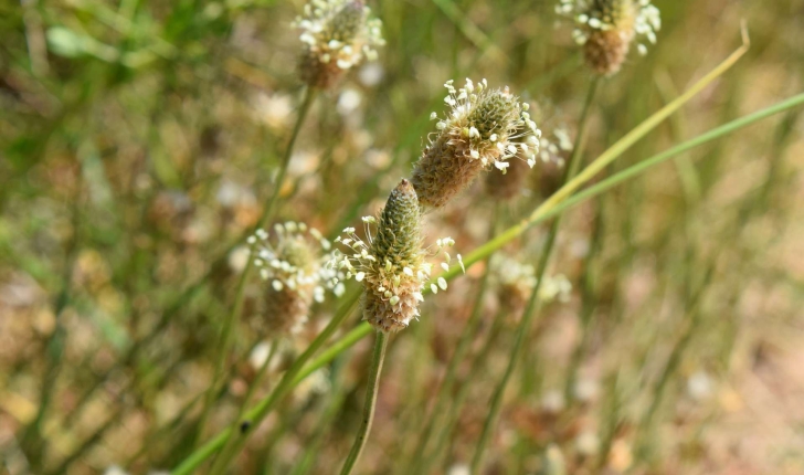 Plantago lanceolata (Linné, 1758)