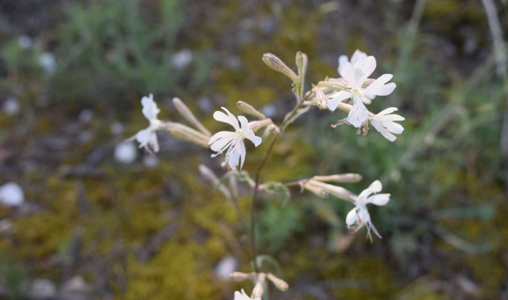 Silene nutans (L.1753)