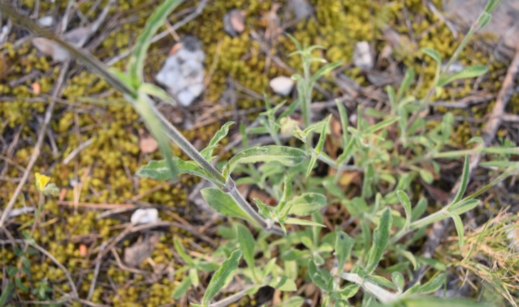 Silene nutans (L.1753)