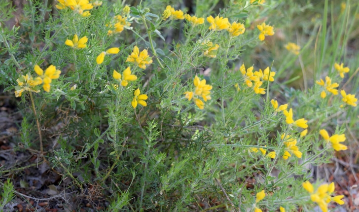 Genista hispanica L., 1753