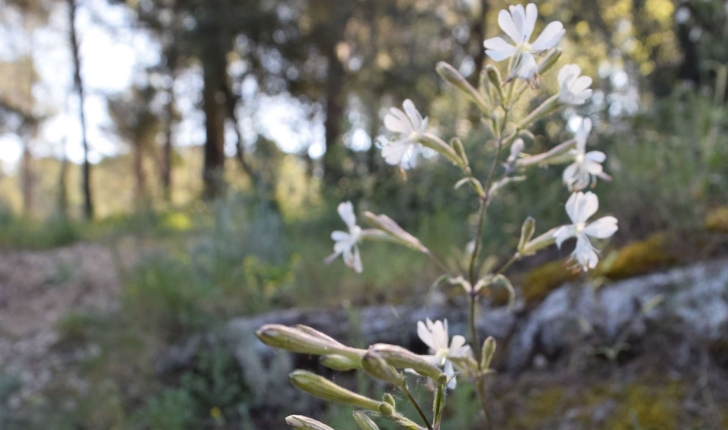 Silene nutans (L.1753)