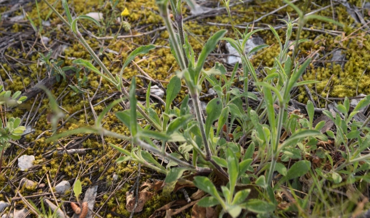 Silene nutans (L.1753)