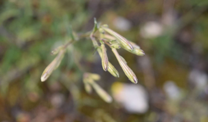 Silene nutans (L.1753)