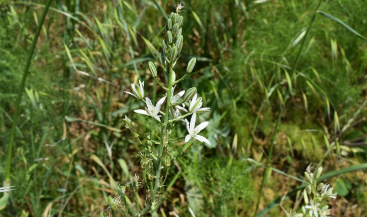 Loncomelos pyrenaicus (L.) Hrouda, 1988